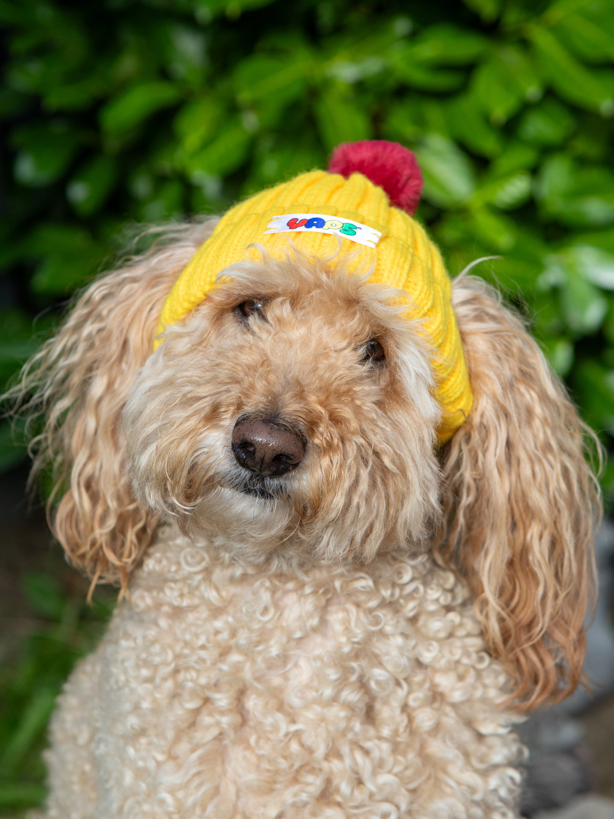 YAPS Beanie
